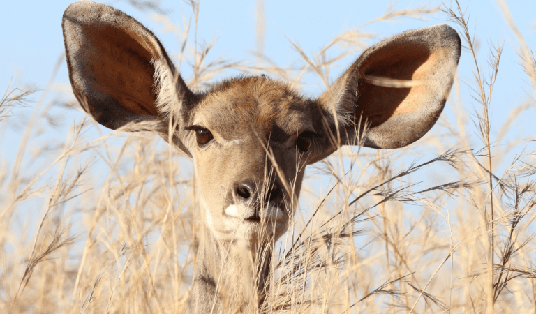 A giraffe with big ears staning behind some dried grasses. This symbolises listening.