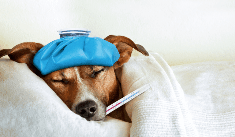 A dog lying in bed looking poorly with a blue cap on its head and a thermometer in its mouth.